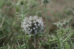 Echinops echinatus